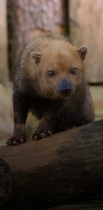 Description of Image