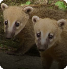 PROCIONÍDEOS Banner