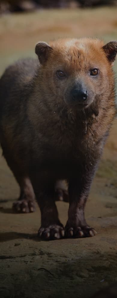 Apoie a Jaguaracambé